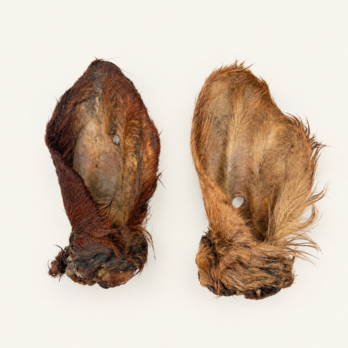 Oreille de Boeuf avec poils